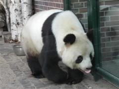 Yan Yan
